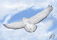 Snowy Owl
